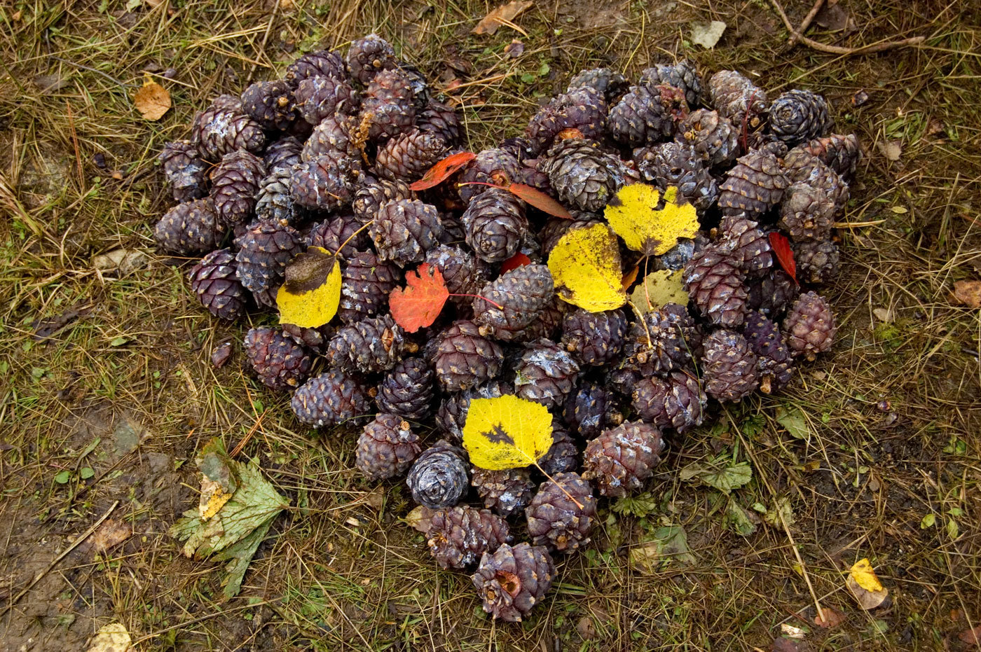 Изображение особи Pinus sibirica.