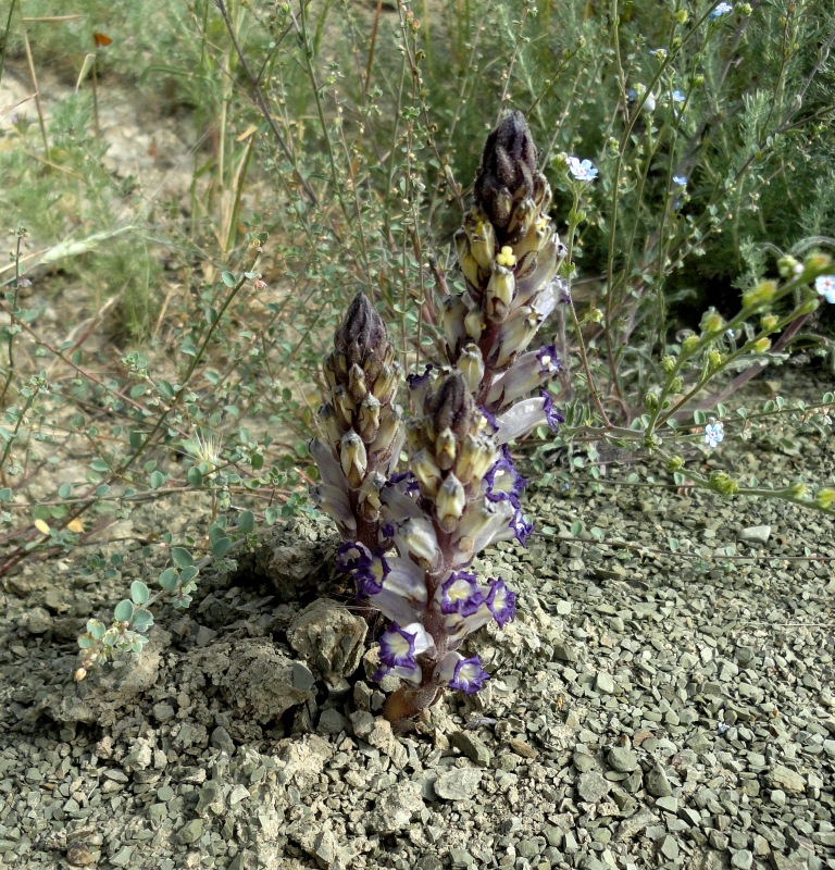 Image of Orobanche amoena specimen.