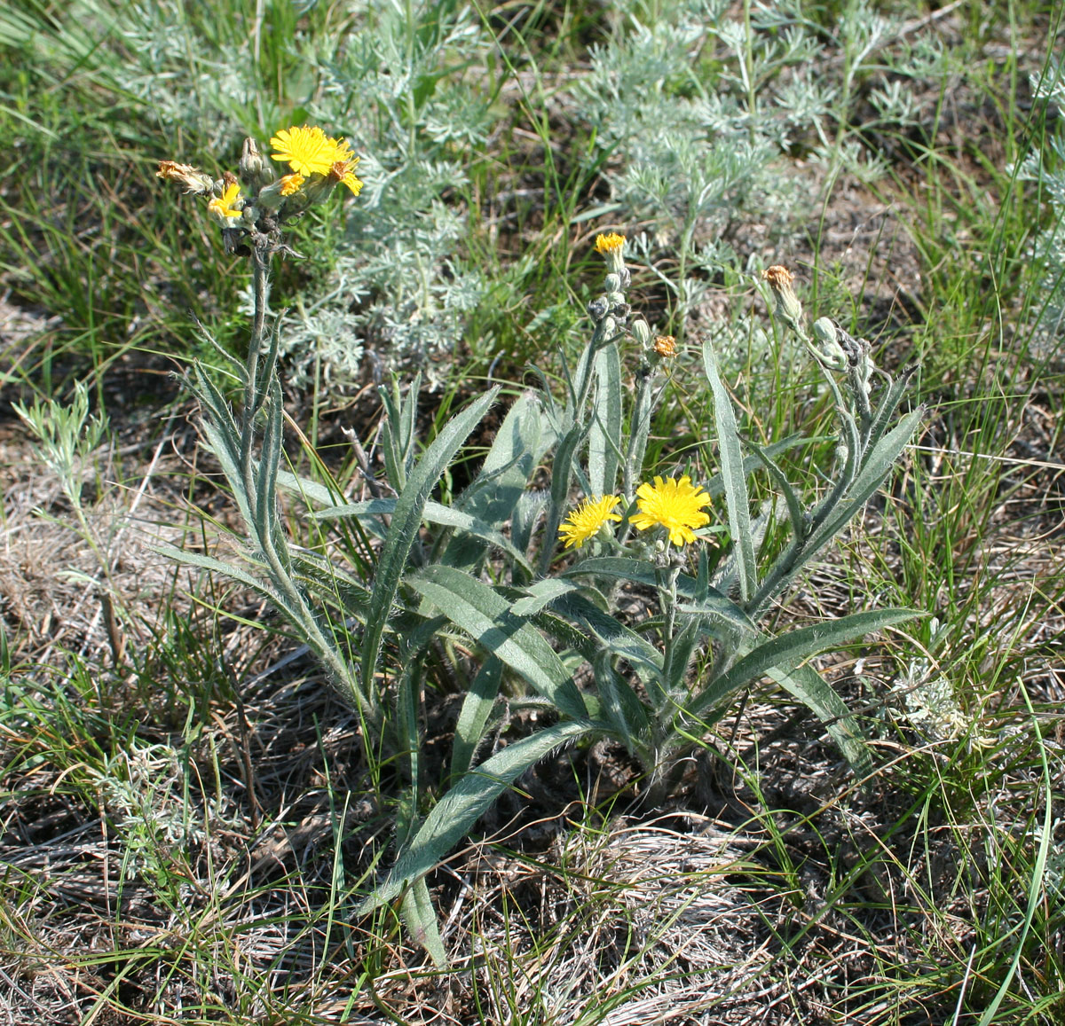 Image of Pilosella echioides specimen.