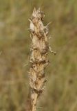 Image of specimen