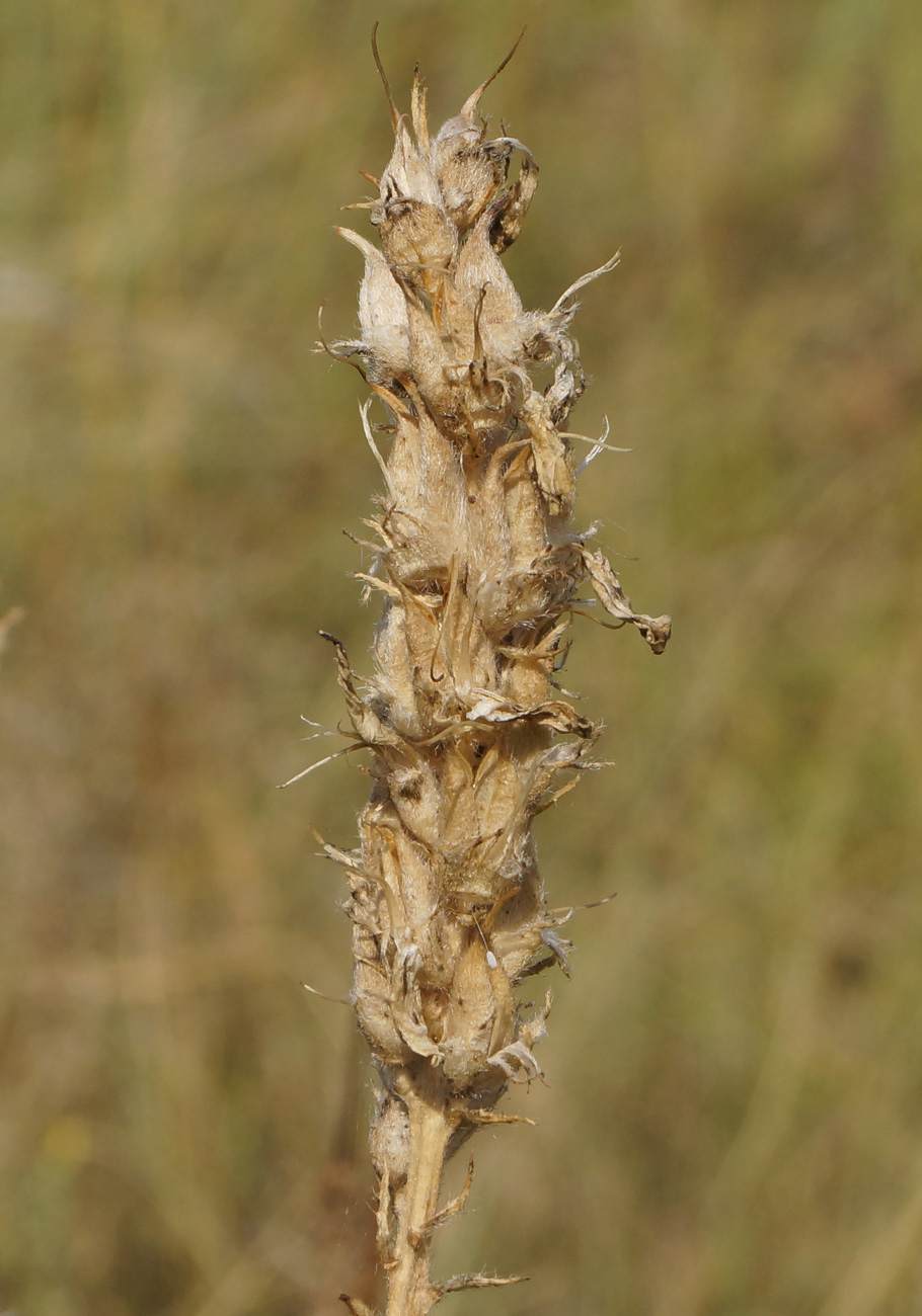 Изображение особи Astragalus onobrychis.