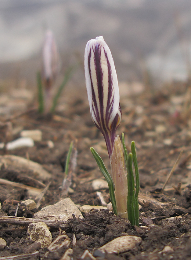 Изображение особи Crocus reticulatus.