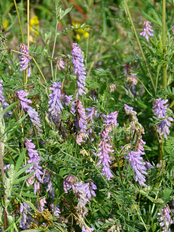 Изображение особи Vicia cracca.