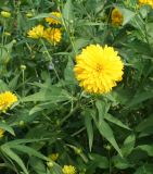 Rudbeckia variety hortensia