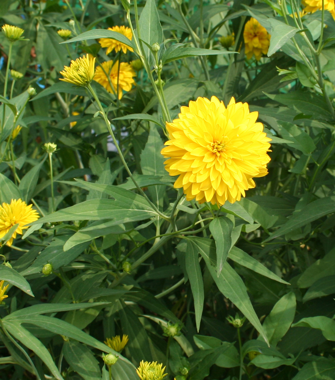 Image of Rudbeckia laciniata var. hortensia specimen.