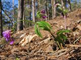 Lathyrus vernus. Цветущие растения. Адыгея, Майкопский р-н, окр. пос. Хамышки, склон горы Чёрный Шахан, широколиственно-хвойный лес, выс. ≈ 1000 м н.у.м. 08.03.2016.