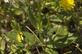 Tuberaria guttata