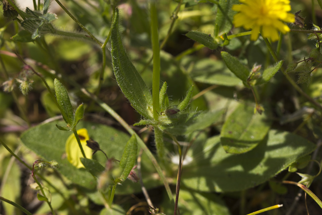 Image of Tuberaria guttata specimen.