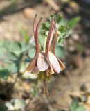 Aquilegia viridiflora