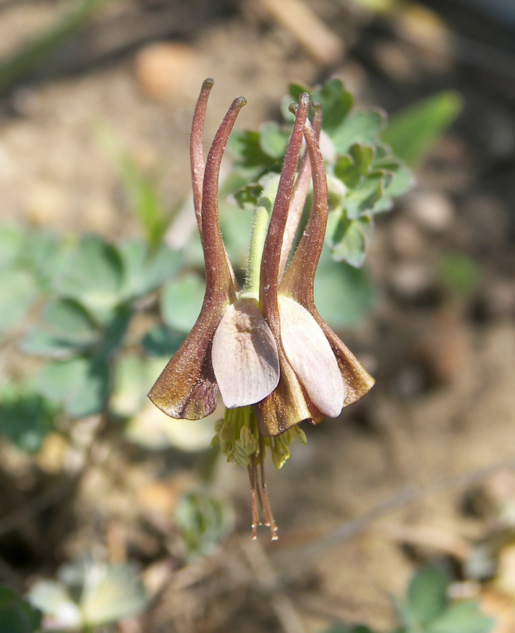 Image of Aquilegia viridiflora specimen.