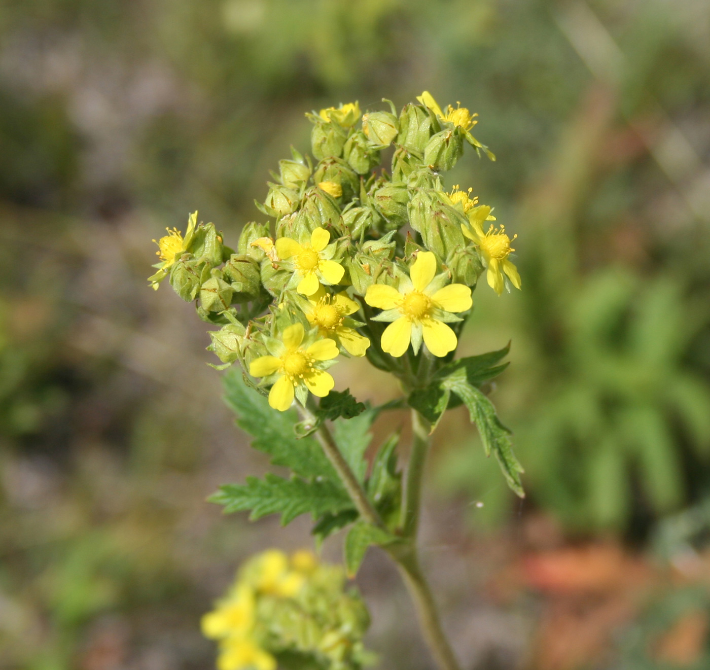 Image of Potentilla tanacetifolia specimen.