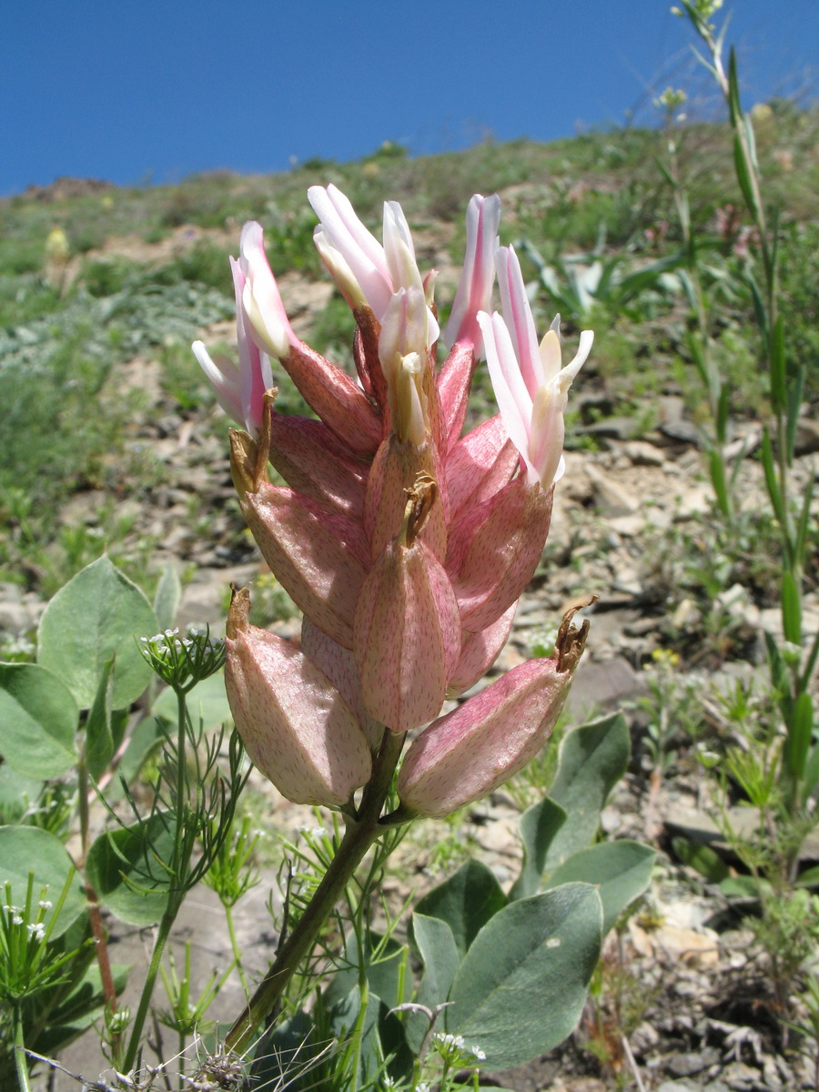 Изображение особи Astragalus megalomerus.