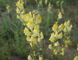 Linaria