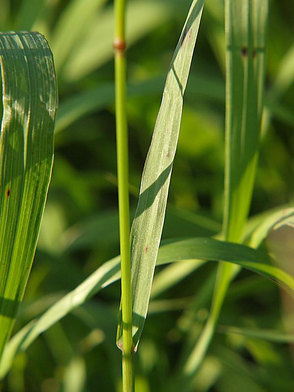 Изображение особи Bromopsis inermis.