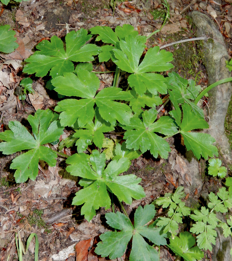 Изображение особи Sanicula europaea.