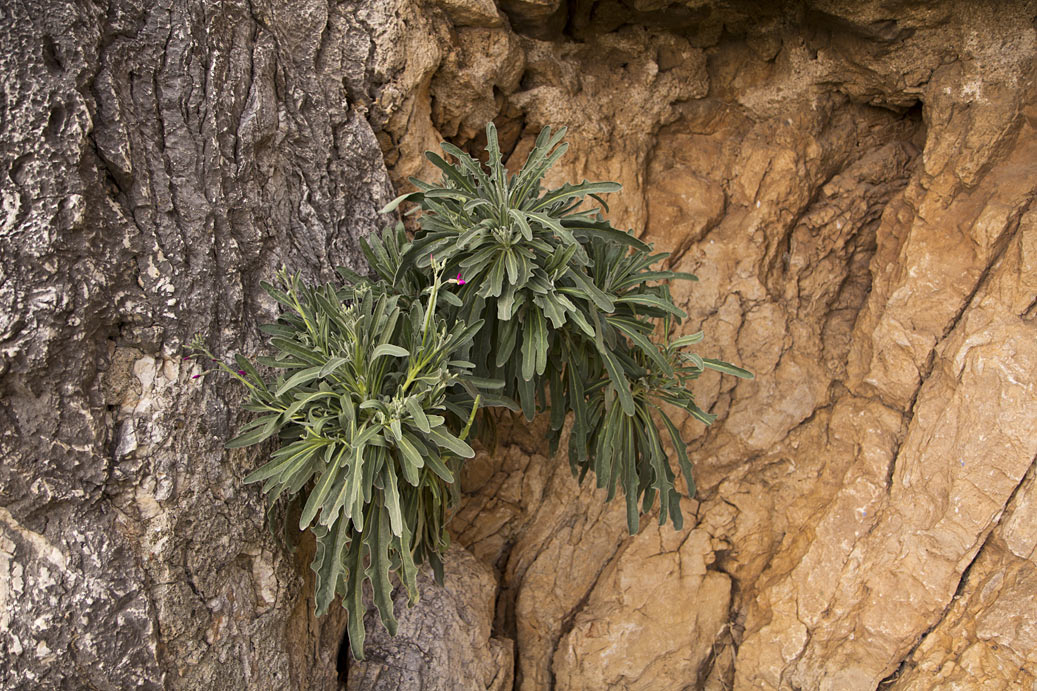 Image of Matthiola incana specimen.