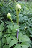 Archangelica officinalis