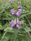 Phlomis herba-venti