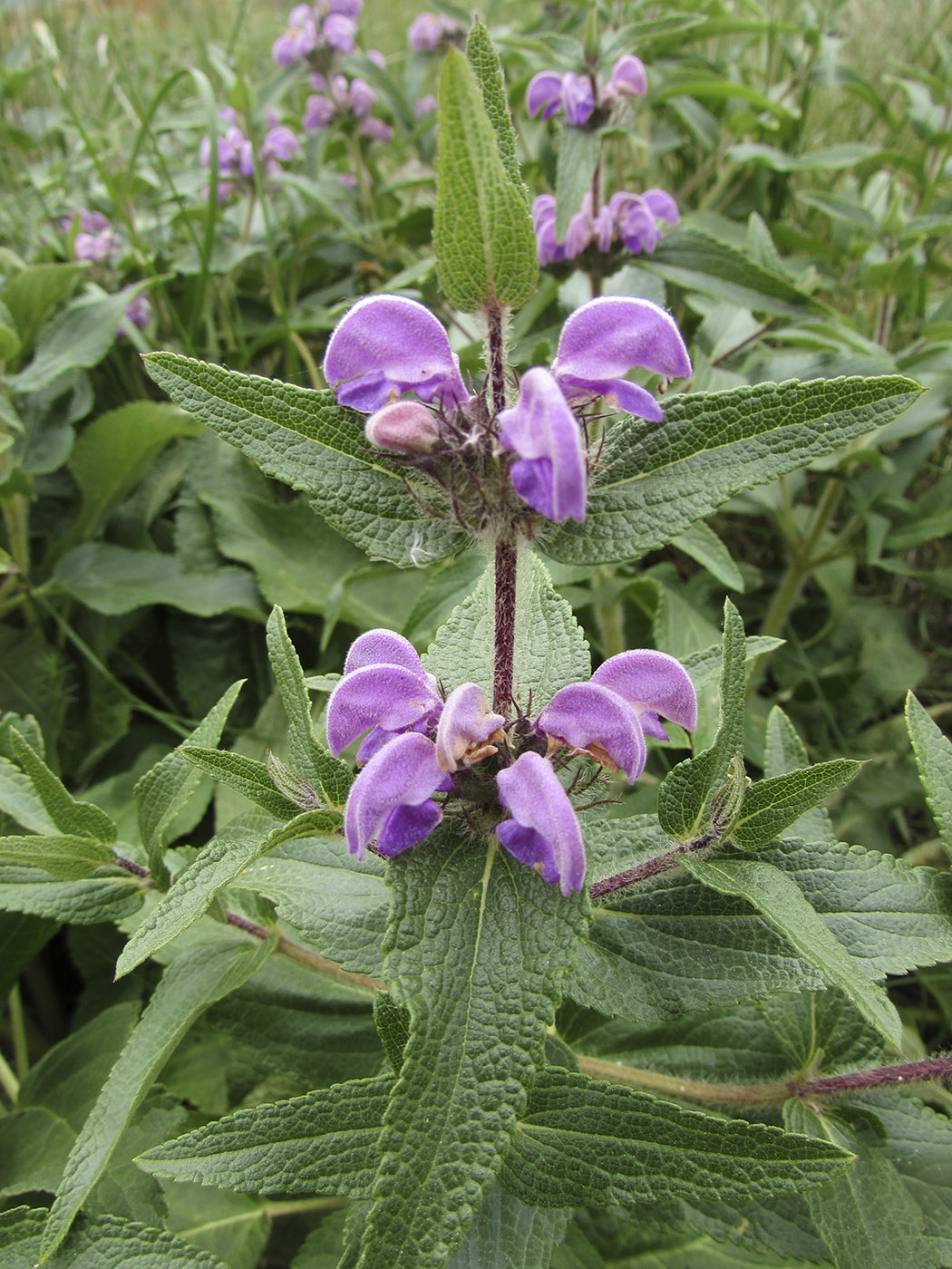 Image of Phlomis herba-venti specimen.