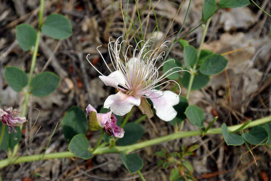 Image of Capparis herbacea specimen.