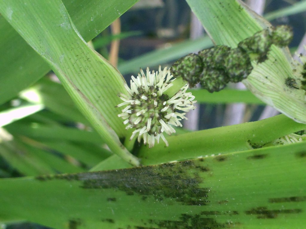 Image of Sparganium stoloniferum specimen.