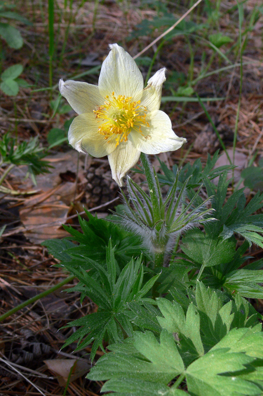Изображение особи Pulsatilla uralensis.