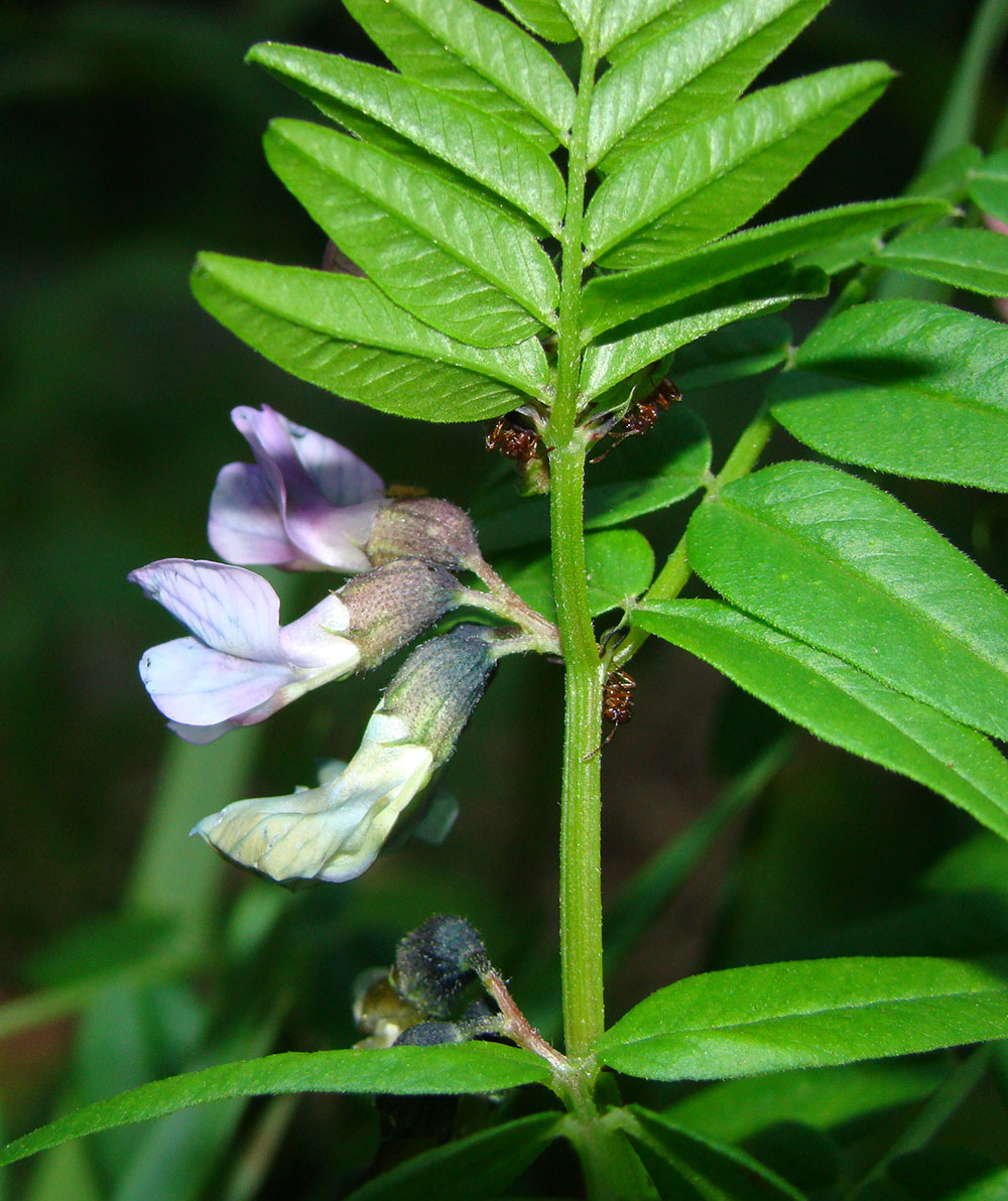 Image of Vicia sepium specimen.