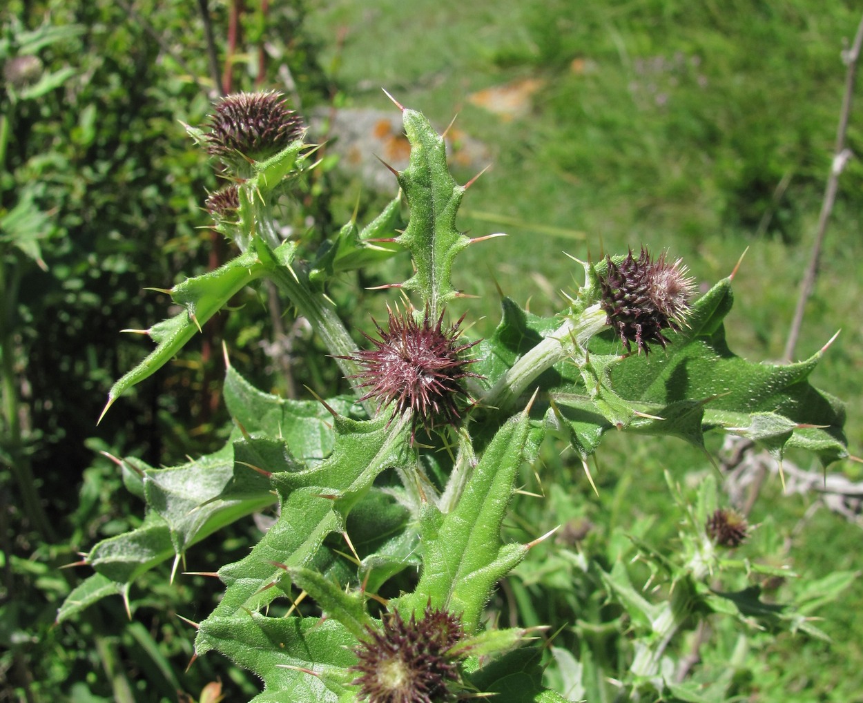 Изображение особи Cirsium buschianum.