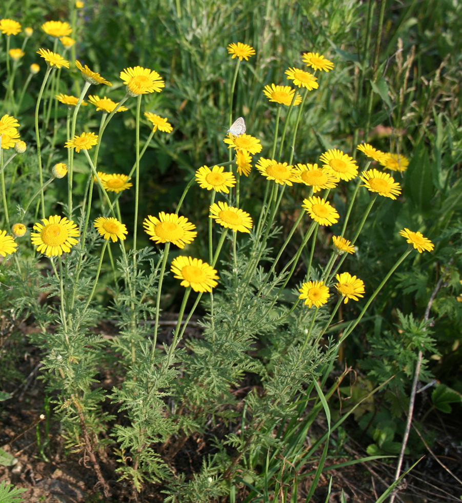 Image of Anthemis tinctoria specimen.