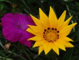 Gazania × hybrida