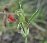 Lathyrus cicera