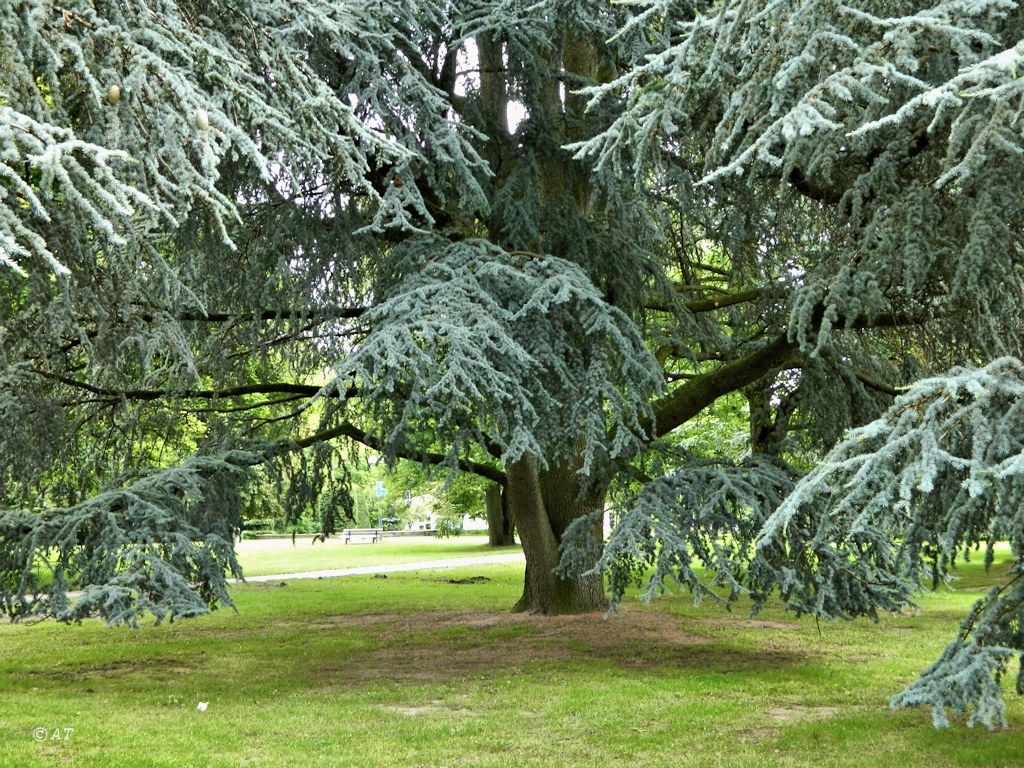 Image of Cedrus atlantica specimen.