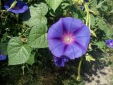 Ipomoea purpurea