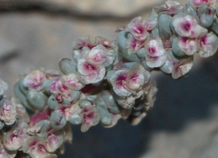 Image of Halogeton glomeratus specimen.