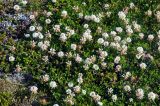 Trifolium repens. Цветущие растения (слева видны побеги Empetrum с плодами). Исландия, национальный парк Ватнайокюдль (южная часть), окр. ледника Скафтафельсйокюдль, мохово-лишайниковая тундра. 04.08.2016.