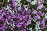 Phlox subulata