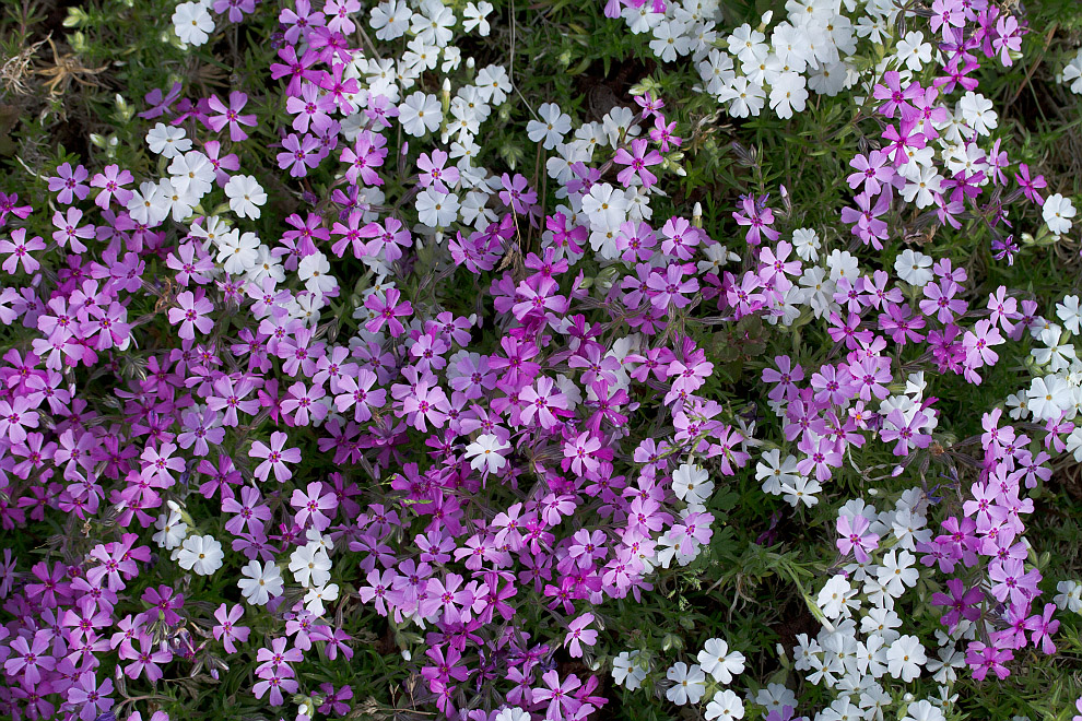 Изображение особи Phlox subulata.