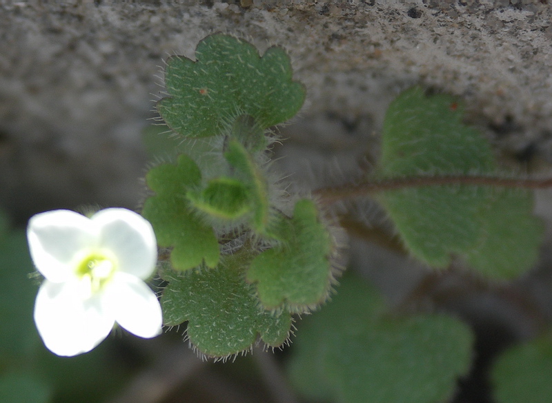 Image of Veronica cymbalaria specimen.