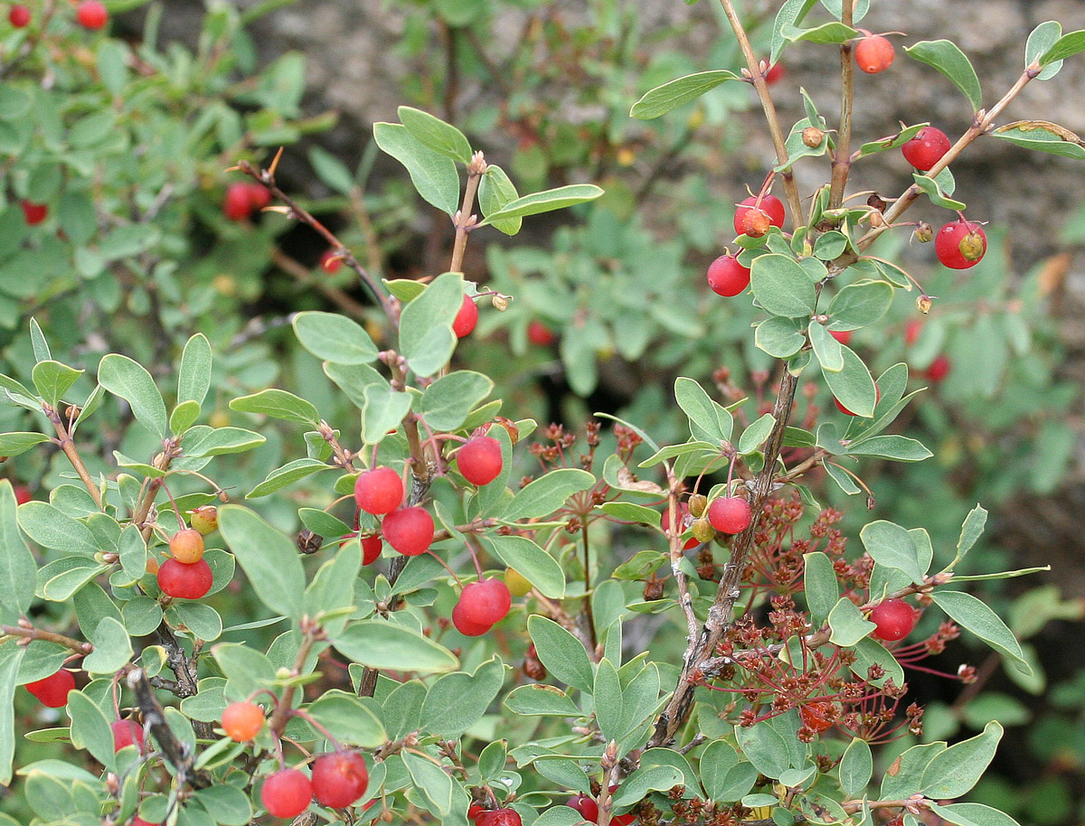 Изображение особи Lonicera microphylla.