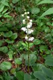 Pyrola rotundifolia