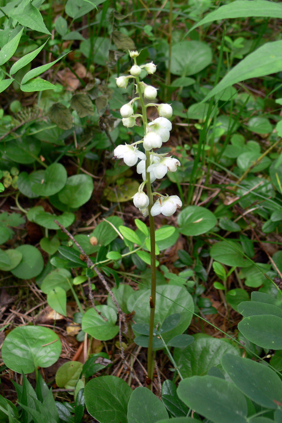 Изображение особи Pyrola rotundifolia.