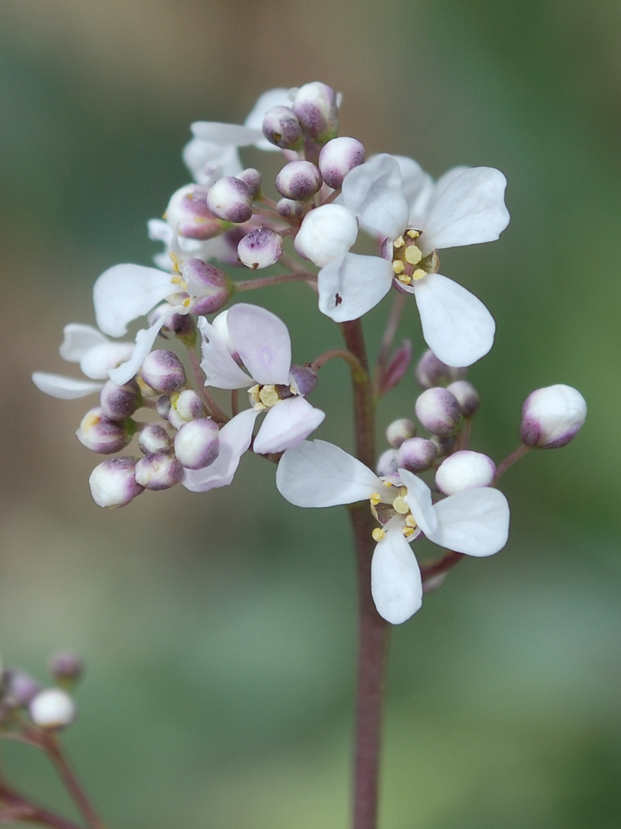 Image of Stroganowia paniculata specimen.