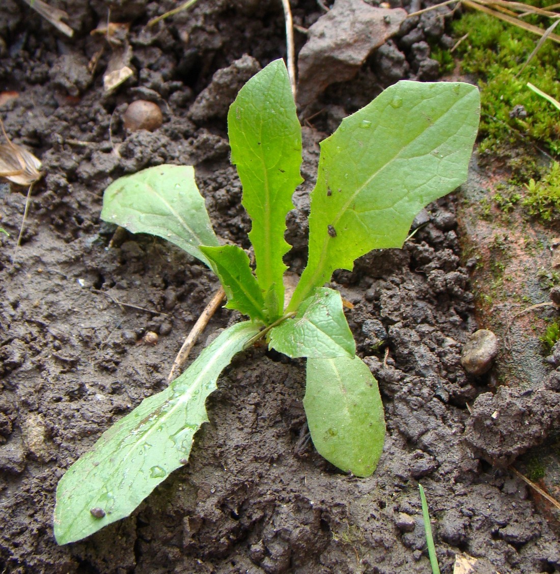 Image of Lactuca serriola specimen.