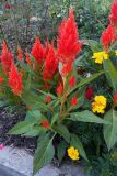 Celosia argentea. Цветущие растения. Владивосток, Ботанический сад. 12.09.2016.