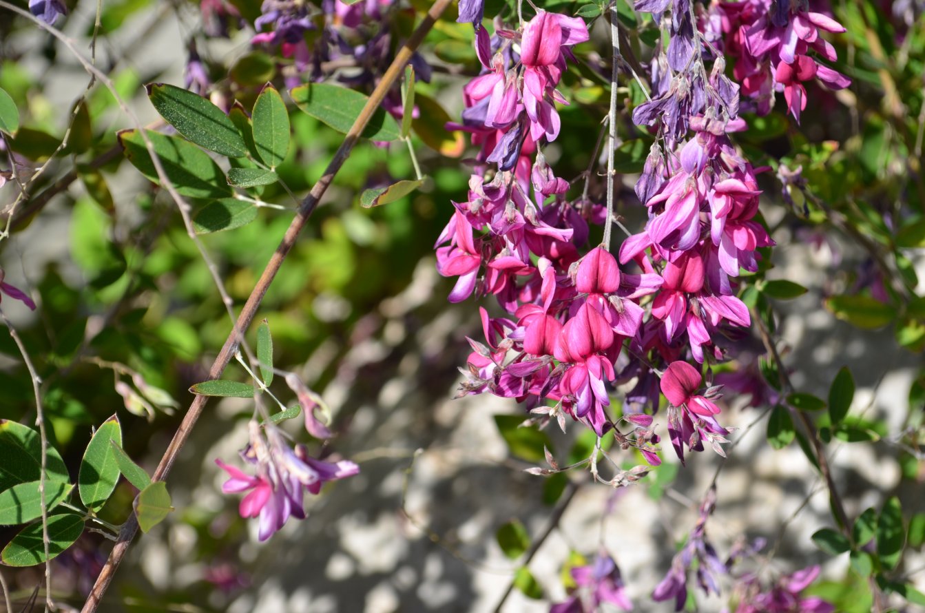 Image of Lespedeza thunbergii specimen.
