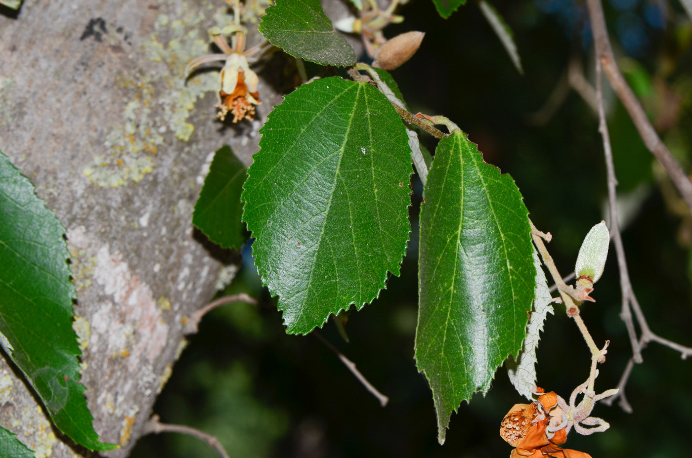 Image of Luehea divaricata specimen.