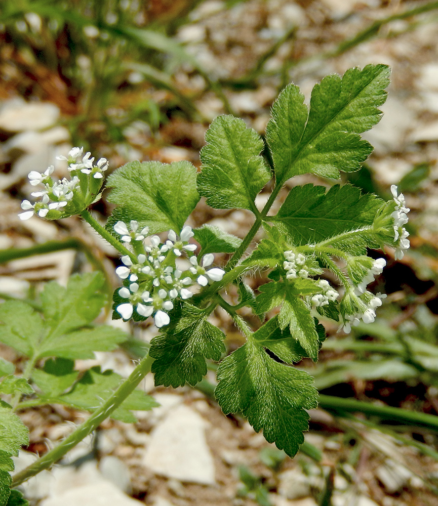 Изображение особи Anthriscus caucalis.