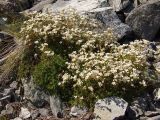 Saxifraga derbekii