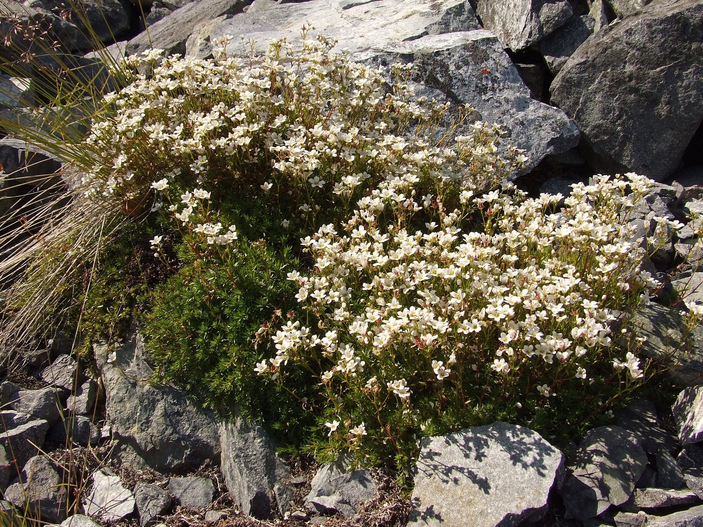 Изображение особи Saxifraga derbekii.