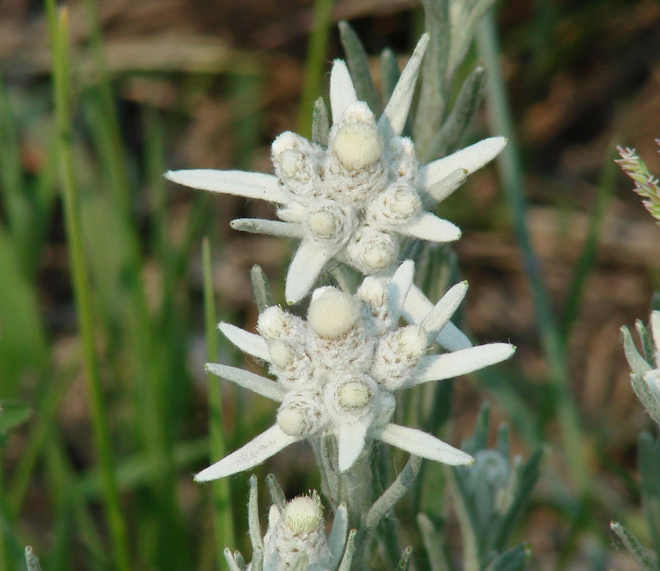 Image of Leontopodium conglobatum specimen.